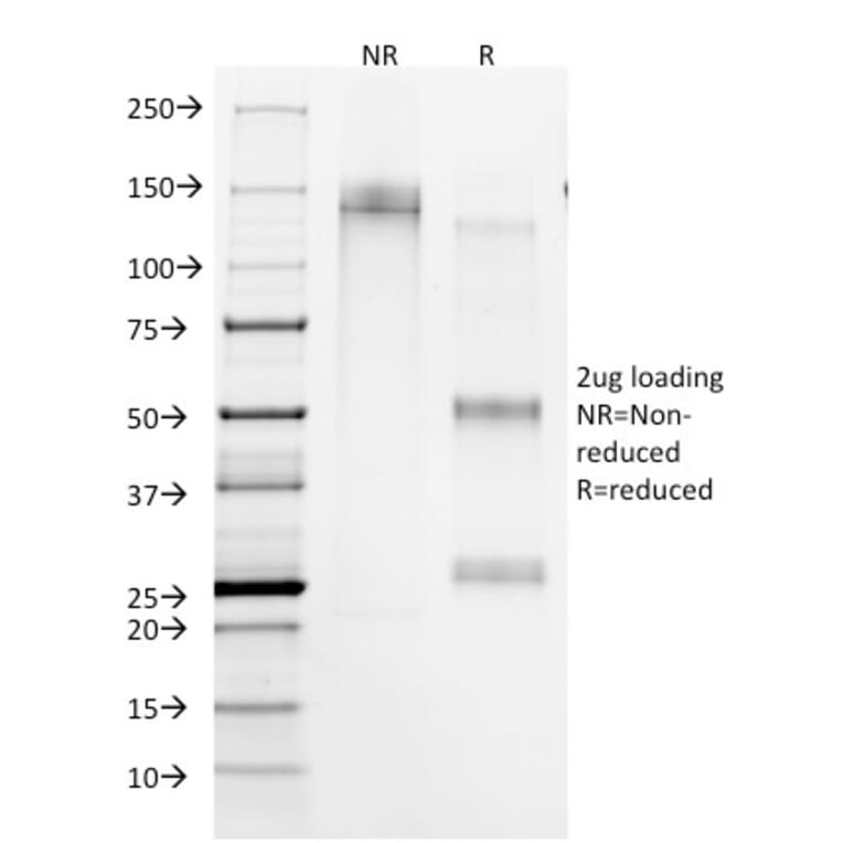 Immunofluorescence - Anti-CD45RA Antibody [158-4D3] - BSA and Azide free (A252979) - Antibodies.com