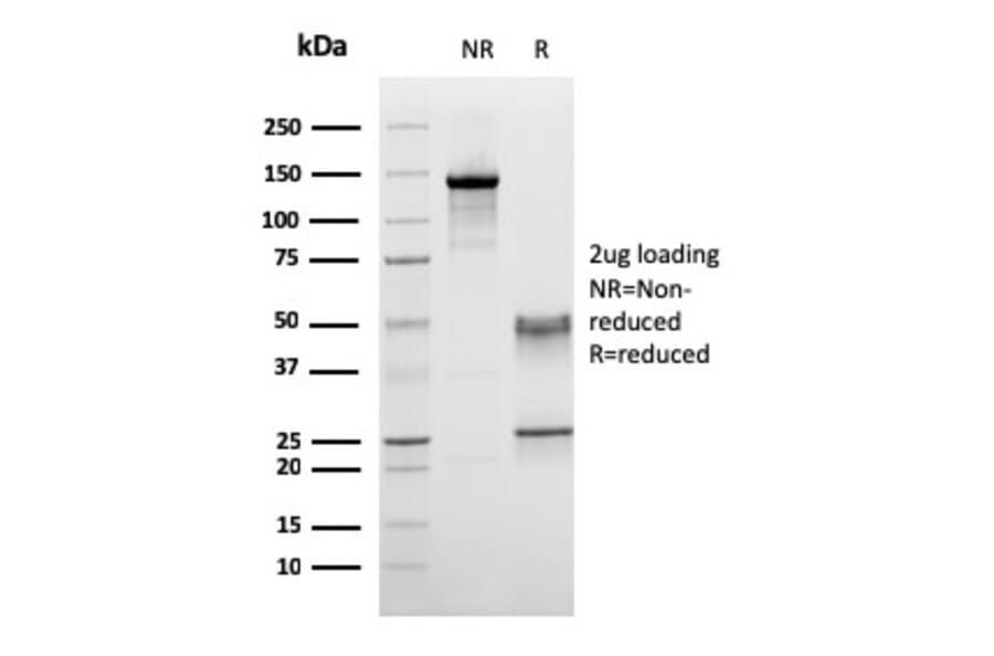 SDS-PAGE - Anti-CD45RA Antibody [158-4D3] - BSA and Azide free (A252979) - Antibodies.com