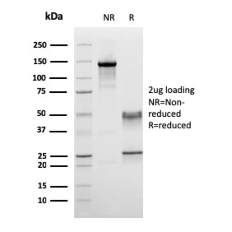 SDS-PAGE - Anti-CD45RA Antibody [158-4D3] - BSA and Azide free (A252979) - Antibodies.com