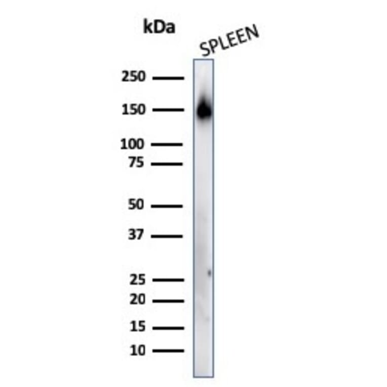 Western Blot - Anti-CD45RA Antibody [158-4D3] - BSA and Azide free (A252979) - Antibodies.com