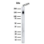 Western Blot - Anti-CD45RA Antibody [158-4D3] - BSA and Azide free (A252979) - Antibodies.com