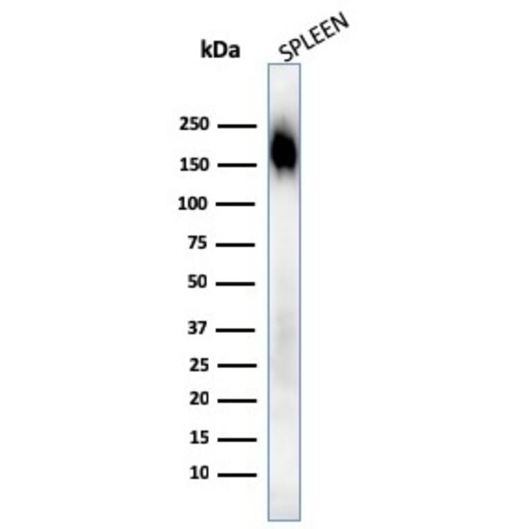 Western Blot - Anti-CD45RA Antibody [SPM568] - BSA and Azide free (A252980) - Antibodies.com