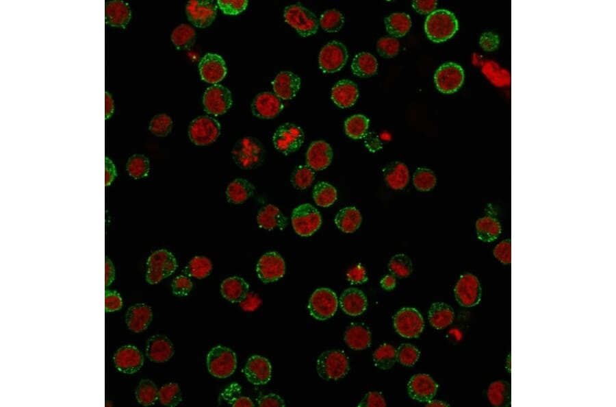 Immunofluorescence - Anti-CD45RA Antibody [SPM568] - BSA and Azide free (A252980) - Antibodies.com