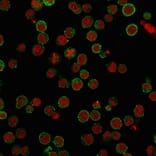 Immunofluorescence - Anti-CD45RA Antibody [SPM568] - BSA and Azide free (A252980) - Antibodies.com