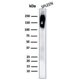 Western Blot - Anti-CD45RB Antibody [rPTPRC/1132] - BSA and Azide free (A252981) - Antibodies.com