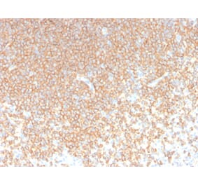 Immunohistochemistry - Anti-CD45RA Antibody [rPTPRC/1131] - BSA and Azide free (A252981) - Antibodies.com