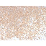 Immunohistochemistry - Anti-CD45RA Antibody [rPTPRC/1131] - BSA and Azide free (A252981) - Antibodies.com