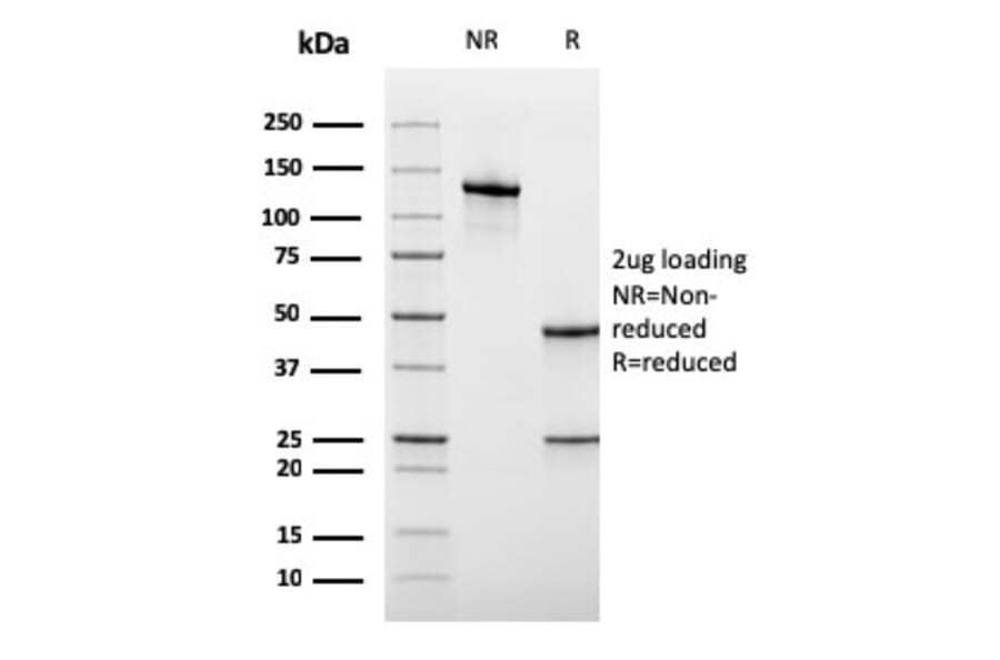 SDS-PAGE - Anti-CD45RA Antibody [rPTPRC/1131] - BSA and Azide free (A252982) - Antibodies.com