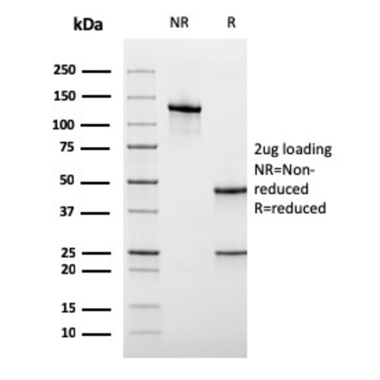 SDS-PAGE - Anti-CD45RA Antibody [rPTPRC/1131] - BSA and Azide free (A252982) - Antibodies.com