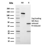 SDS-PAGE - Anti-CD45RA Antibody [rPTPRC/1131] - BSA and Azide free (A252982) - Antibodies.com