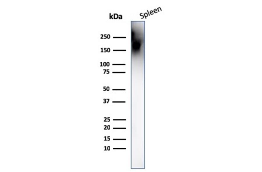 Western Blot - Anti-CD45 Antibody [PTPRC/1666] - BSA and Azide free (A252984) - Antibodies.com