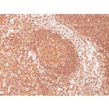 Immunohistochemistry - Anti-CD45 Antibody [2B11] - BSA and Azide free (A252984) - Antibodies.com