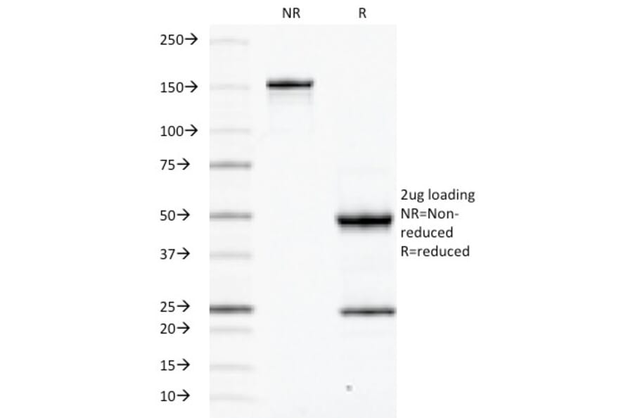 SDS-PAGE - Anti-CD45RB Antibody [PD7/26] - BSA and Azide free (A252987) - Antibodies.com
