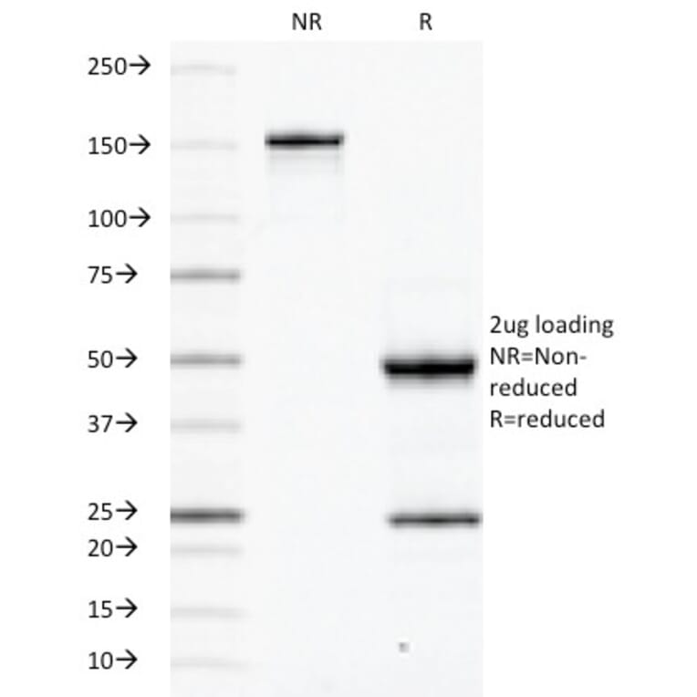 SDS-PAGE - Anti-CD45RB Antibody [PD7/26] - BSA and Azide free (A252987) - Antibodies.com