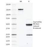 SDS-PAGE - Anti-CD45RB Antibody [PD7/26] - BSA and Azide free (A252987) - Antibodies.com