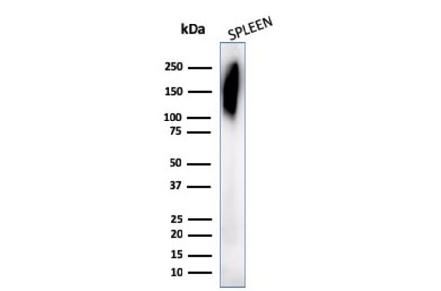 Western Blot - Anti-CD45RB Antibody [PD7/26] - BSA and Azide free (A252987) - Antibodies.com