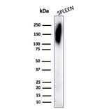Western Blot - Anti-CD45RB Antibody [PD7/26] - BSA and Azide free (A252987) - Antibodies.com