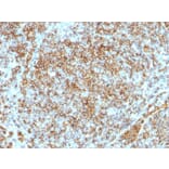 Immunohistochemistry - Anti-CD45RB Antibody [SPM569] - BSA and Azide free (A252987) - Antibodies.com