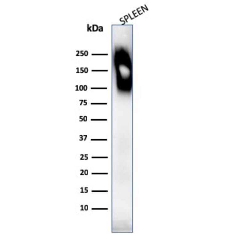 Western Blot - Anti-CD45RB Antibody [SPM569] - BSA and Azide free (A252988) - Antibodies.com