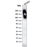 Western Blot - Anti-CD45RB Antibody [SPM569] - BSA and Azide free (A252988) - Antibodies.com