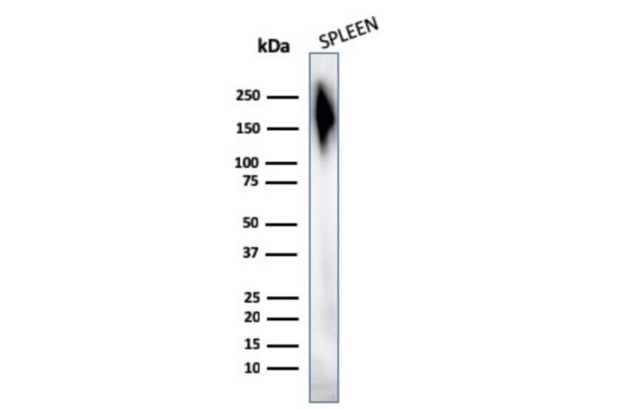 Western Blot - Anti-CD45 Antibody [2B11 + PD7/26] - BSA and Azide free (A252989) - Antibodies.com