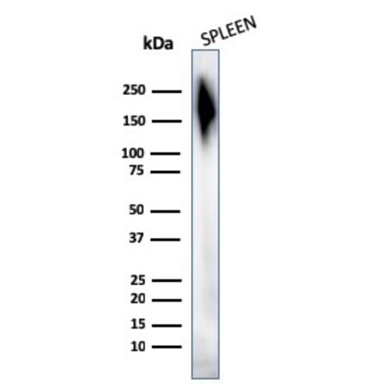 Western Blot - Anti-CD45 Antibody [2B11 + PD7/26] - BSA and Azide free (A252989) - Antibodies.com