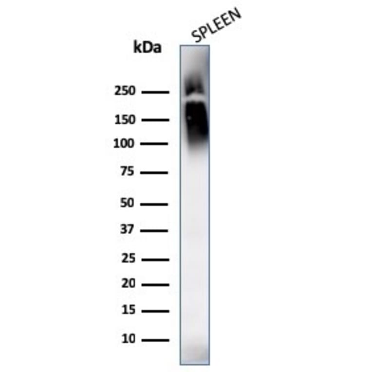Western Blot - Anti-CD45 Antibody [SPM569 + SPM570] - BSA and Azide free (A252990) - Antibodies.com