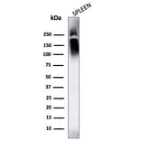 Western Blot - Anti-CD45 Antibody [SPM569 + SPM570] - BSA and Azide free (A252990) - Antibodies.com
