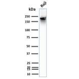 Western Blot - Anti-CD45RB Antibody [BRA-11] - BSA and Azide free (A252991) - Antibodies.com