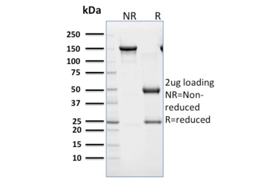 SDS-PAGE - Anti-CD45RB Antibody [BRA-11] - BSA and Azide free (A252991) - Antibodies.com