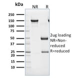 SDS-PAGE - Anti-CD45RB Antibody [BRA-11] - BSA and Azide free (A252991) - Antibodies.com