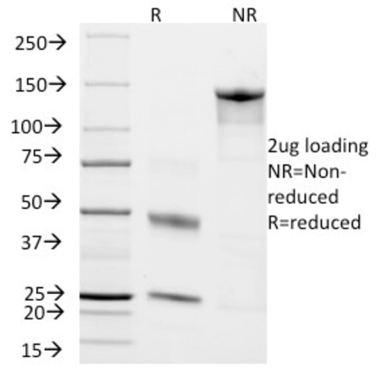 SDS-PAGE - Anti-CD45RO Antibody [T200/797] - BSA and Azide free (A252992) - Antibodies.com