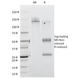 SDS-PAGE - Anti-CD45RA Antibody [111-1C5] - BSA and Azide free (A252993) - Antibodies.com