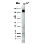 Western Blot - Anti-CD45RA Antibody [111-1C5] - BSA and Azide free (A252993) - Antibodies.com