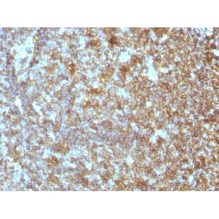 Immunohistochemistry - Anti-CD45RA Antibody [SPM504] - BSA and Azide free (A252993) - Antibodies.com