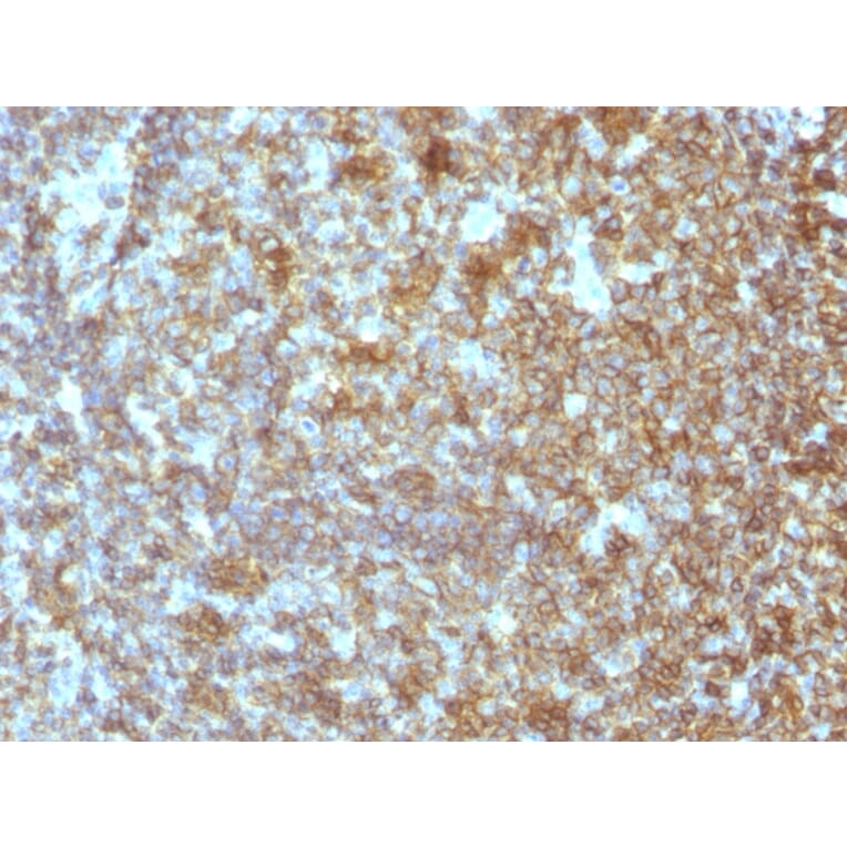 Immunohistochemistry - Anti-CD45RA Antibody [SPM504] - BSA and Azide free (A252993) - Antibodies.com