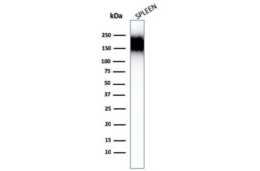 Western Blot - Anti-CD45RA Antibody [SPM504] - BSA and Azide free (A252994) - Antibodies.com