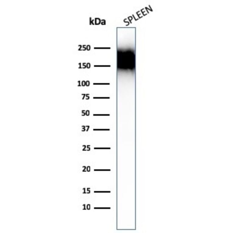 Western Blot - Anti-CD45RA Antibody [SPM504] - BSA and Azide free (A252994) - Antibodies.com