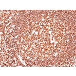 Immunohistochemistry - Anti-CD45 Antibody [135-4C5] - BSA and Azide free (A252995) - Antibodies.com