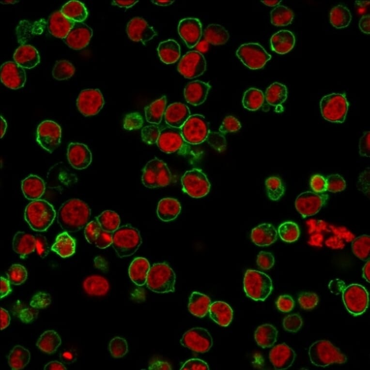 Immunofluorescence - Anti-CD45 Antibody [135-4C5] - BSA and Azide free (A252995) - Antibodies.com