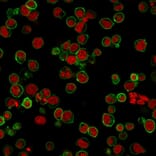 Immunofluorescence - Anti-CD45 Antibody [135-4C5] - BSA and Azide free (A252995) - Antibodies.com