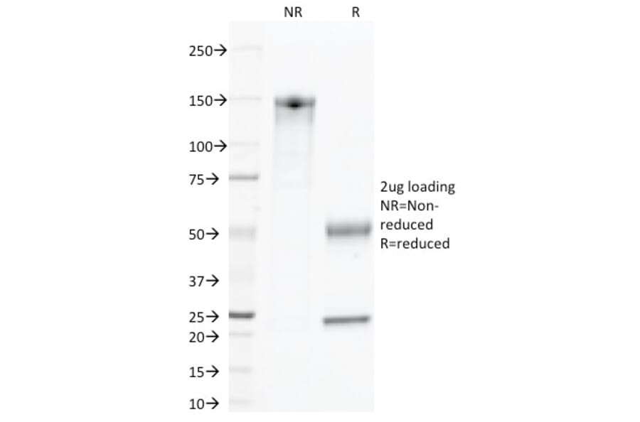 SDS-PAGE - Anti-CD45 Antibody [135-4C5] - BSA and Azide free (A252995) - Antibodies.com