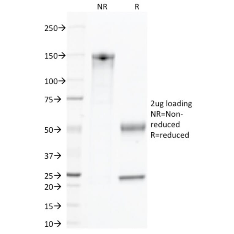 SDS-PAGE - Anti-CD45 Antibody [135-4C5] - BSA and Azide free (A252995) - Antibodies.com