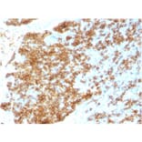 Immunohistochemistry - Anti-CD45RB Antibody [PTPRC/1783R] - BSA and Azide free (A252996) - Antibodies.com