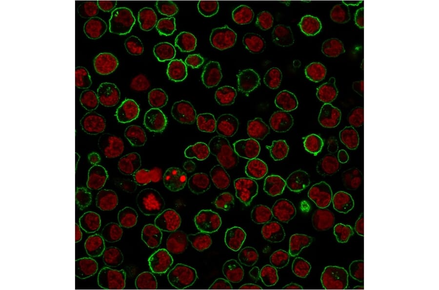 Immunocytochemistry - Anti-CD45RB Antibody [PTPRC/1783R] - BSA and Azide free (A252996) - Antibodies.com