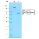 SDS-PAGE - Anti-CD45RB Antibody [PTPRC/1783R] - BSA and Azide free (A252996) - Antibodies.com