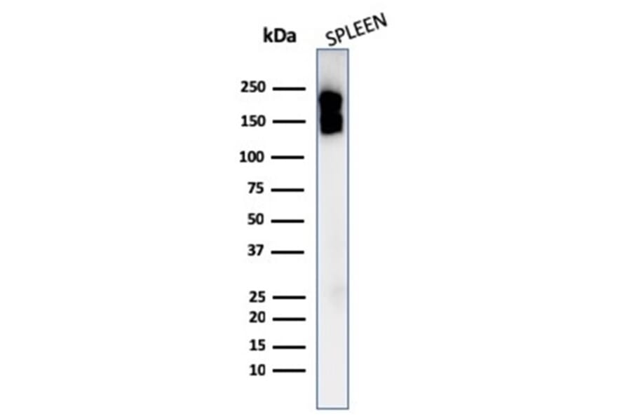 Western Blot - Anti-CD45 Antibody [PTPRC/1975R] - BSA and Azide free (A252997) - Antibodies.com