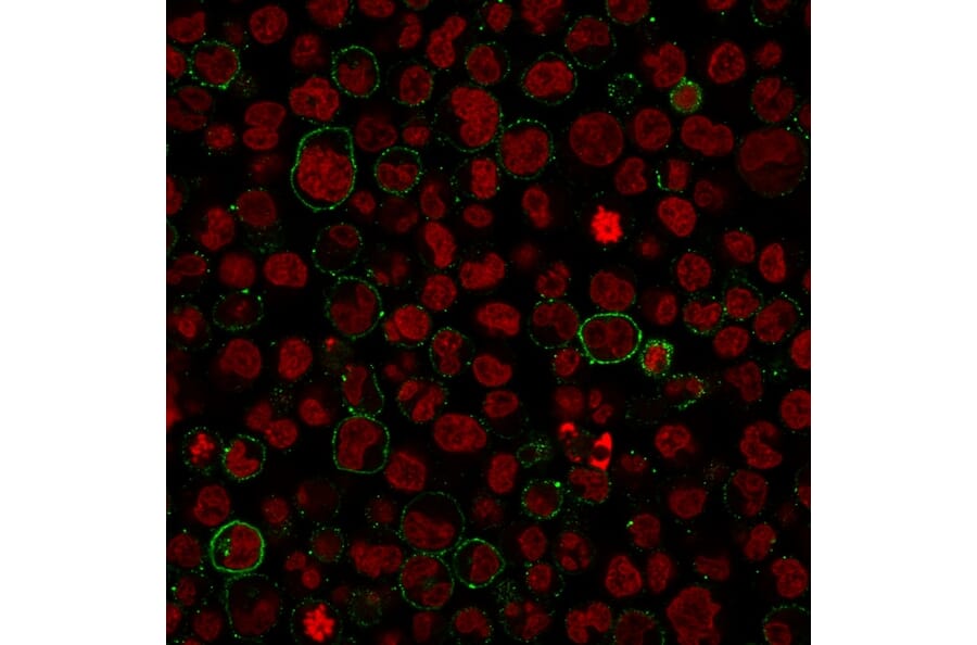 Immunocytochemistry - Anti-CD45 Antibody [PTPRC/1975R] - BSA and Azide free (A252997) - Antibodies.com