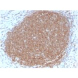 Immunohistochemistry - Anti-CD45RB Antibody [PTPRC/2877R] - BSA and Azide free (A252999) - Antibodies.com