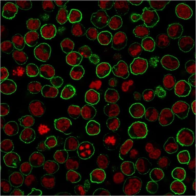 Immunocytochemistry - Anti-CD45RB Antibody [PTPRC/2877R] - BSA and Azide free (A252999) - Antibodies.com